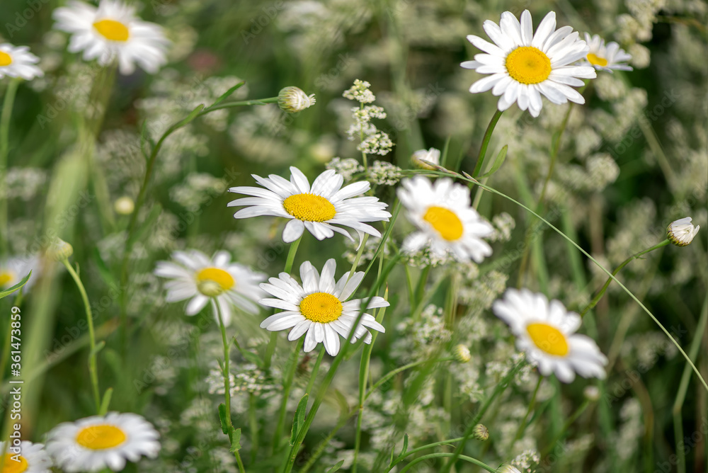 close up blooming white camomille wildflowers in field in summer close up blooming white camomille wildflowers in field in summer