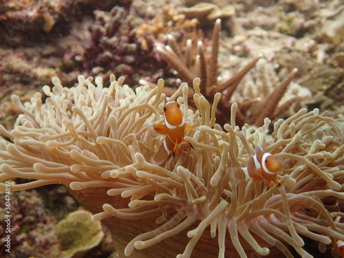 The closed-up seaanemones at coral reef area