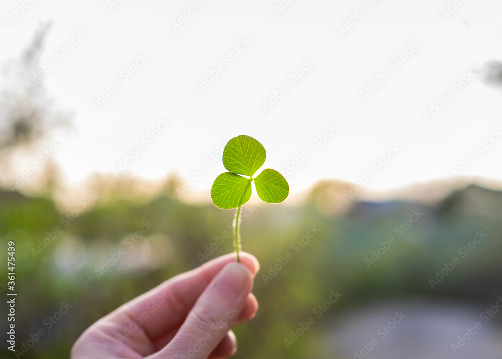 A hand is holding a clover at sunset