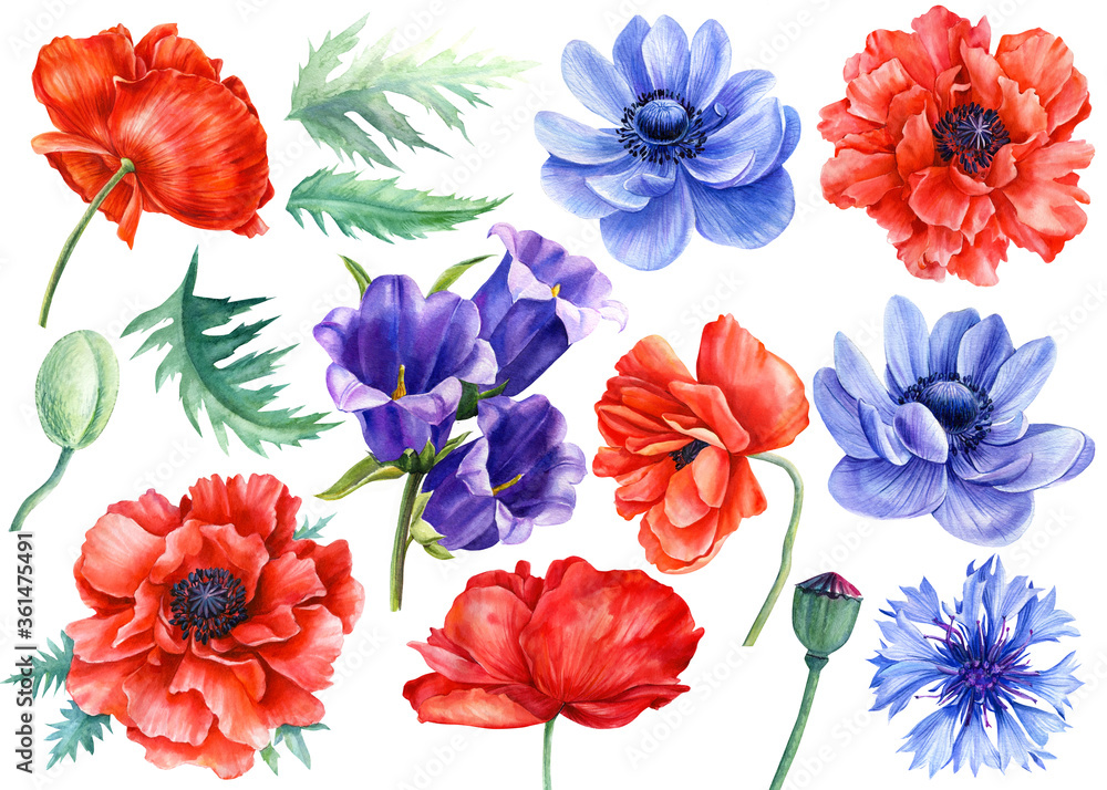 Flowers set. Poppies, bluebells, anemone, cornflower, white background, botanical illustration, watercolor flora design