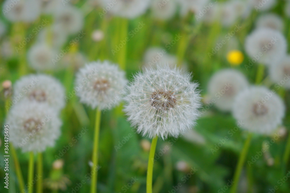 Meadow of beautiful and delicate dandelions seed head in green grass close up. Meadow of beautiful and delicate dandelions seed head in green grass close up.