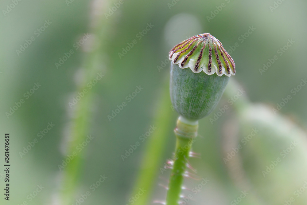 Obraz premium Polne Maki 13