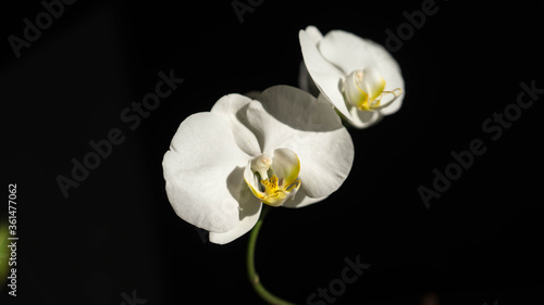 Fototapeta Naklejka Na Ścianę i Meble -  Moon Orchid Flower