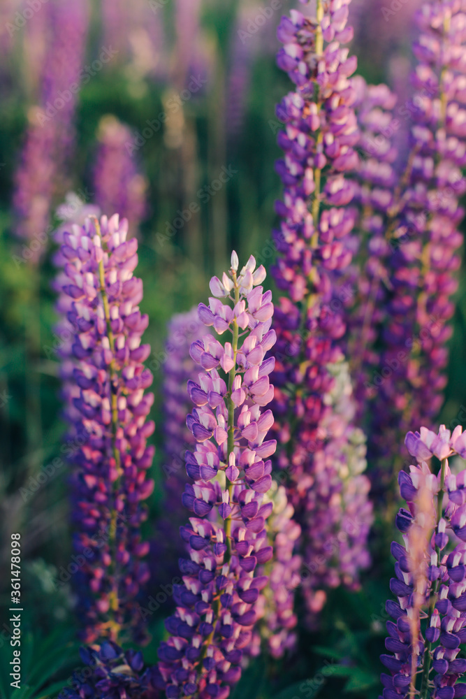 .Lupins .Lupins