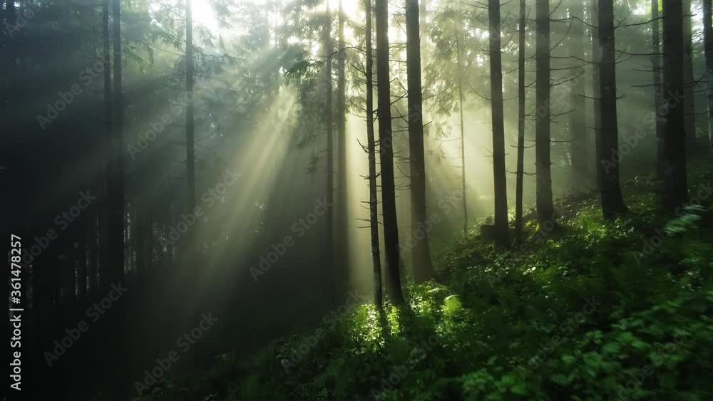 Drone flying in forest at dawn. The rays of the sun make their way through the fog. Drone flying in forest at dawn. The rays of the sun make their way through the fog.