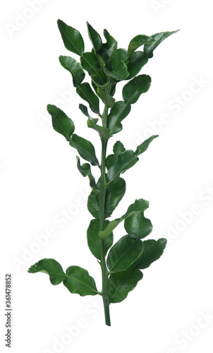 Green leaf of bergamot leaves isolated on white background.