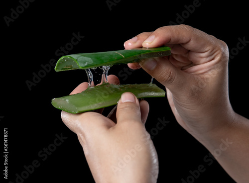 Hand holding aloe vera plant,gel from a leaf of Aloe Vera cactus