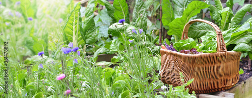 fresh vegetables in a wicker basket among green leaf and flowers in a vegetable garden