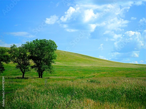 landscape with green grass and blue sky