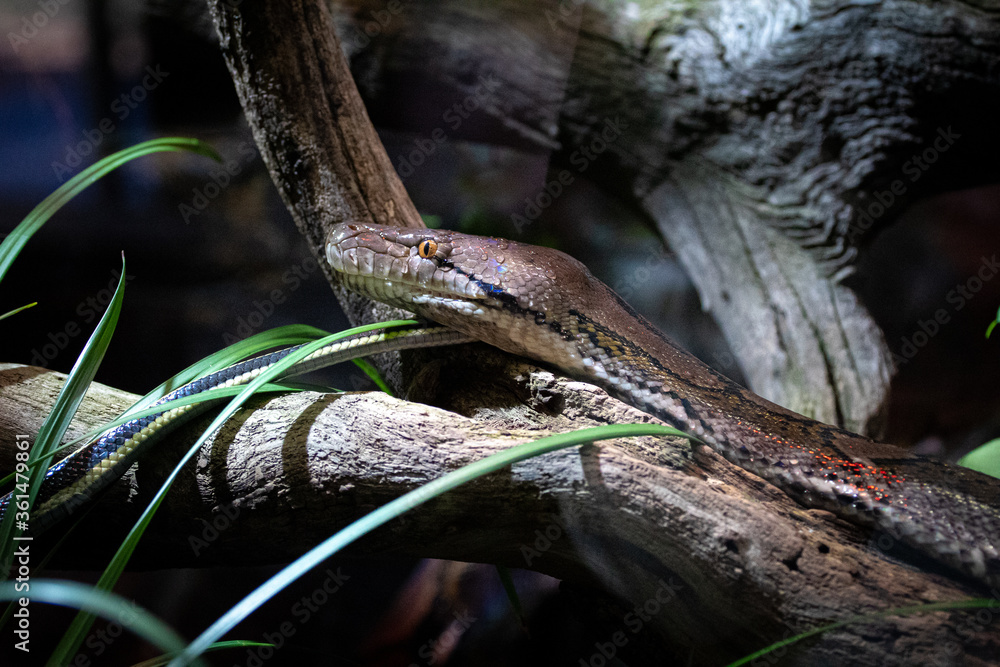 Naklejka premium Slivering Snake