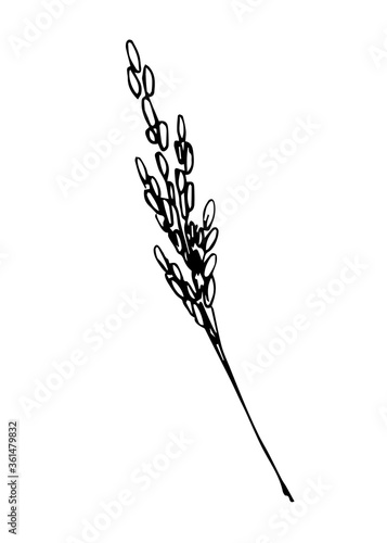 Hand-drawn simple vector sketch in black outline. Spikelet of rice, herbs, inflorescence,cereal, organic plant cultivation, seasonal harvest agriculture. Food, bread, flour. For label, shop, market.