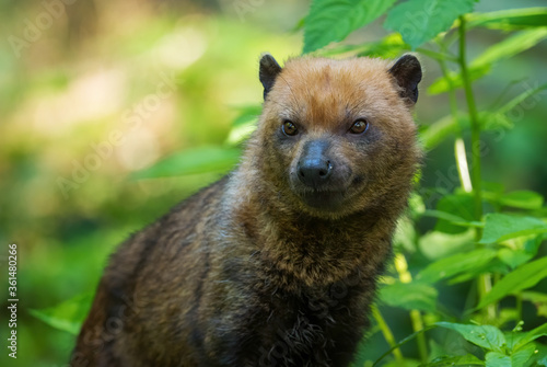 Bush Dog - Speothos venaticus, small shy wild dog from South American forests, Ecuador. photo