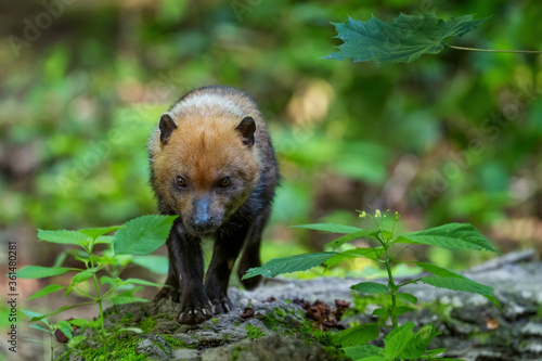 Bush Dog - Speothos venaticus, small shy wild dog from South American forests, Ecuador.