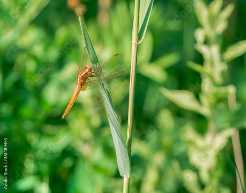 The black-tailed skimmer (Orthetrum cancellatum) dragonfly on a blade of grass.