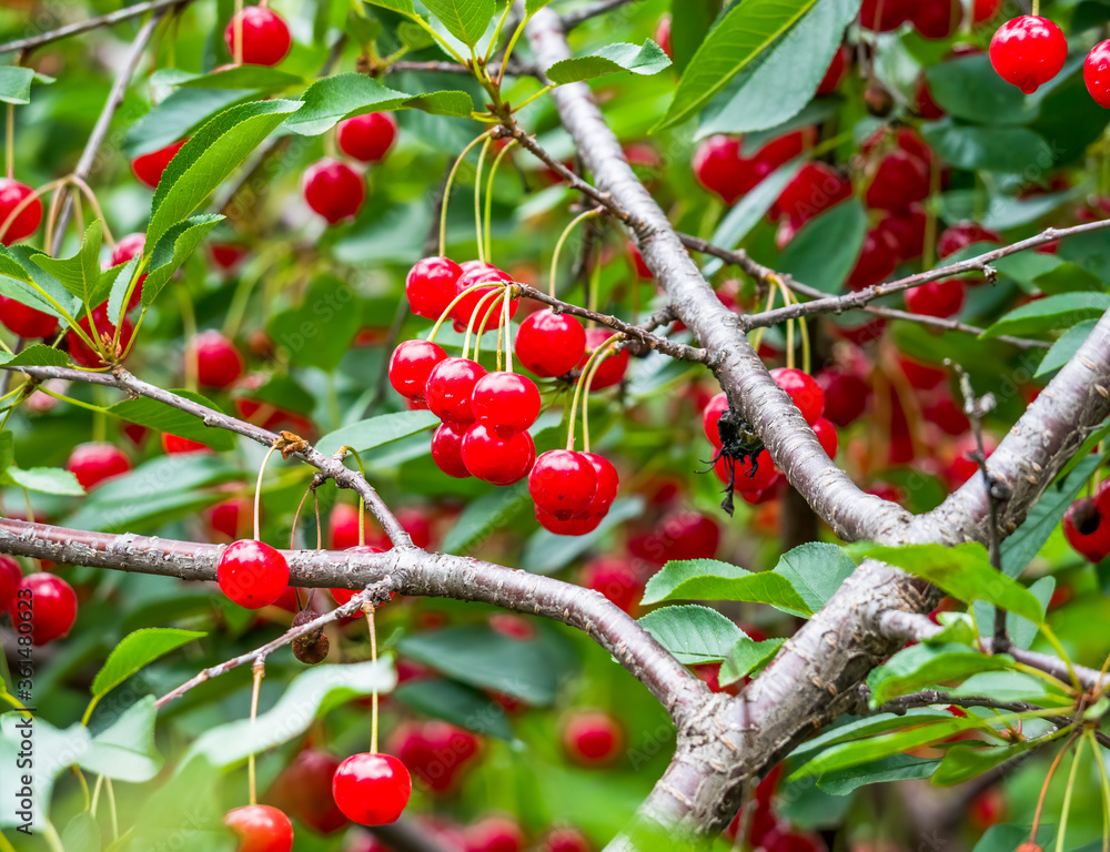 Fresh red cherry berries in a tree with green leaves. Selective focus of a cherry tree.