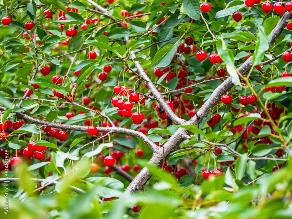 Obraz premium Fresh red cherry berries in a tree with green leaves. Selective focus of a cherry tree.