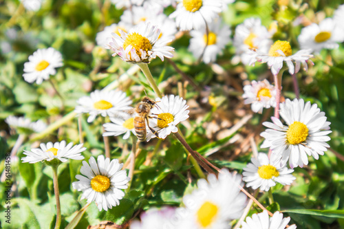 field of daisies