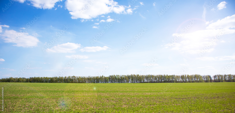 Fototapeta premium landscape with green grass and blue sky