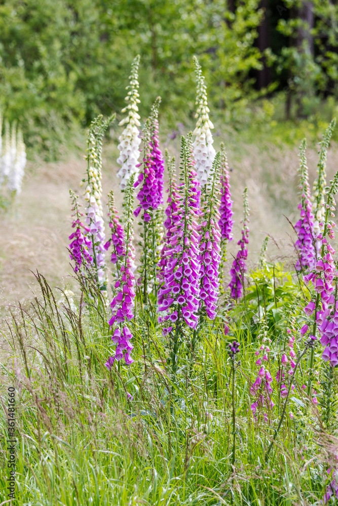 Obraz premium Digitalis