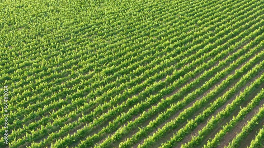Green vineyard in summer - large plantation with rows of grape-bearing vines grown for winemaking. Agriculture, viticulture and organic wine production concept. Aerial view of the grapevine field. Green vineyard in summer - large plantation with rows of grape-bearing vines grown for winemaking. Agriculture, viticulture and organic wine production concept. Aerial view of the grapevine field.