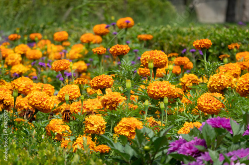 field of flowers