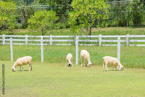 The  white sheep eat grass in the farm Background tree and fences.