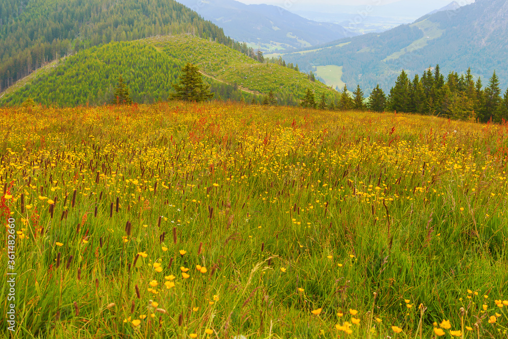 Blühende Bergwiese mit viel Gelb und Rot sowie grünen Hügeln im Hintergrund