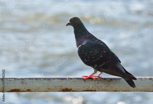Pigeon bird standing on old metal tube over sea background