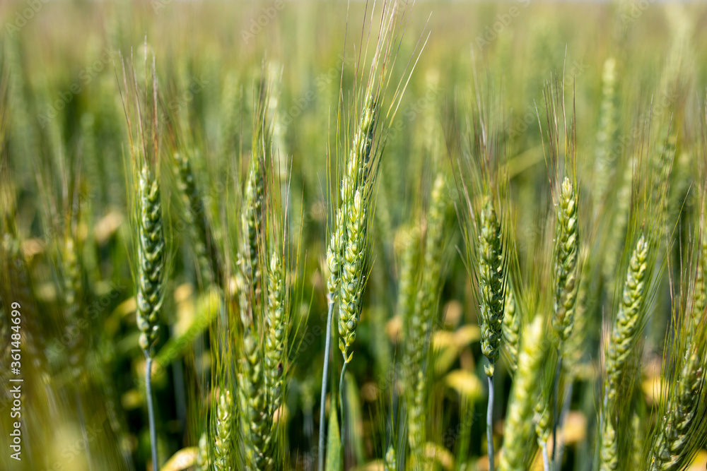 wheat field in summer