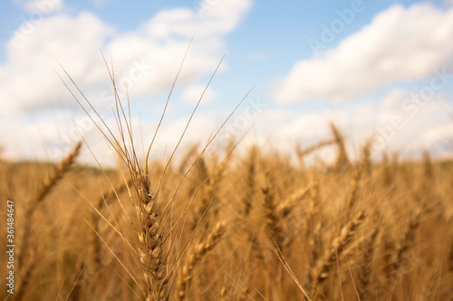 wheat field in the morning