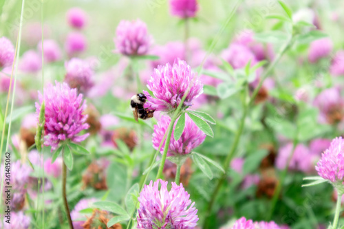 Bumblebee on the pink clover flower. Selective focus.
