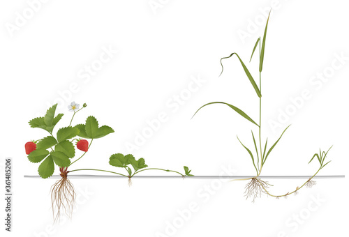 Differences propagation of Strawberries and Quackgrass photo