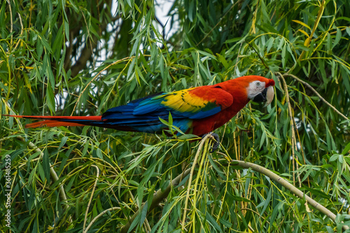 Scarlet Macaws, Ara macao, bird sitting on the branch. Macaw parrots in Costa Rica. Love scene from fain forest. photo