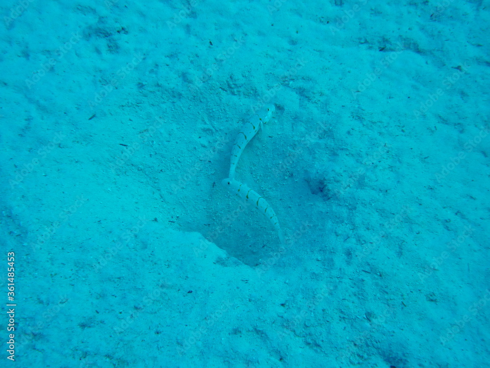 Fototapeta premium Unterwasserwelt