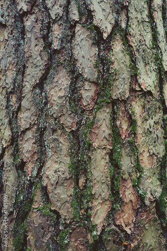 old pine bark close up