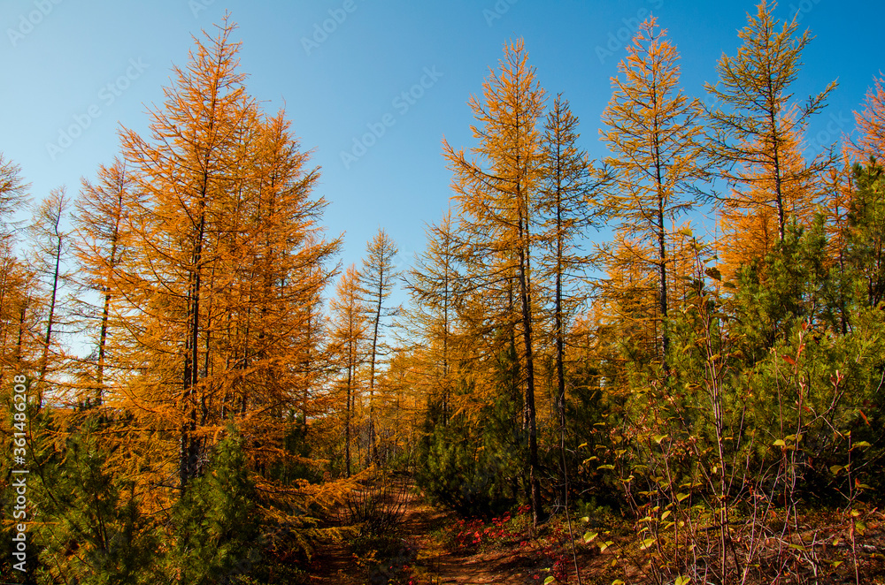 autumn forest in the autumn