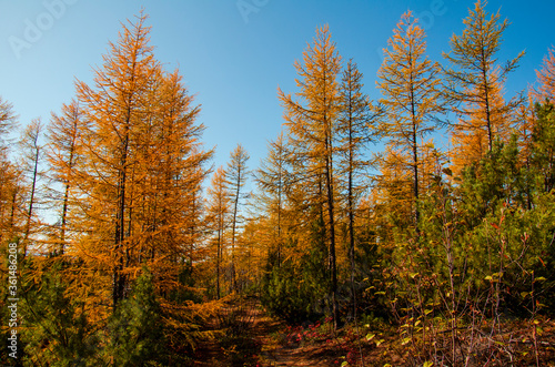 autumn forest in the autumn