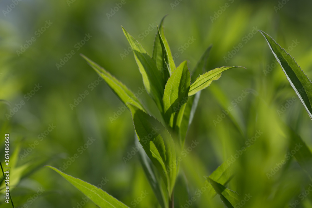 green wheat field for background with space for text
