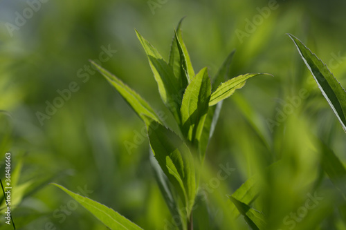 green wheat field for background with space for text