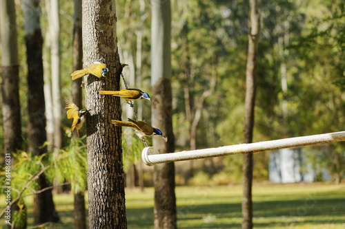 Blue-faced Honeyeaters birds Adult with blue face and juvenile green face. photo