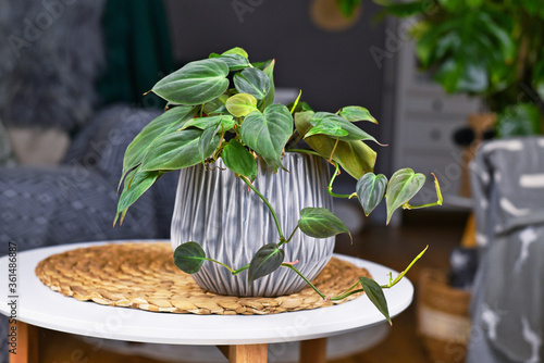 Tropical 'Philodendron Hederaceum Micans' houseplant with heart shaped leaves with velvet texture in gray flower pot on coffee table photo