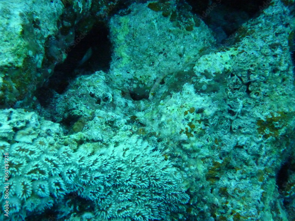 Obraz premium Unterwasserwelt