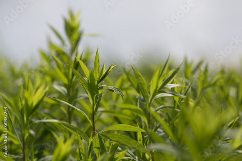 green grass in the wind background