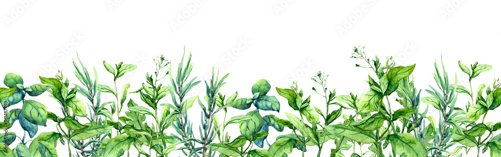 Fototapeta premium Green grass, wild plants, meadow herbs, summer field. Floral border. Watercolor stripe