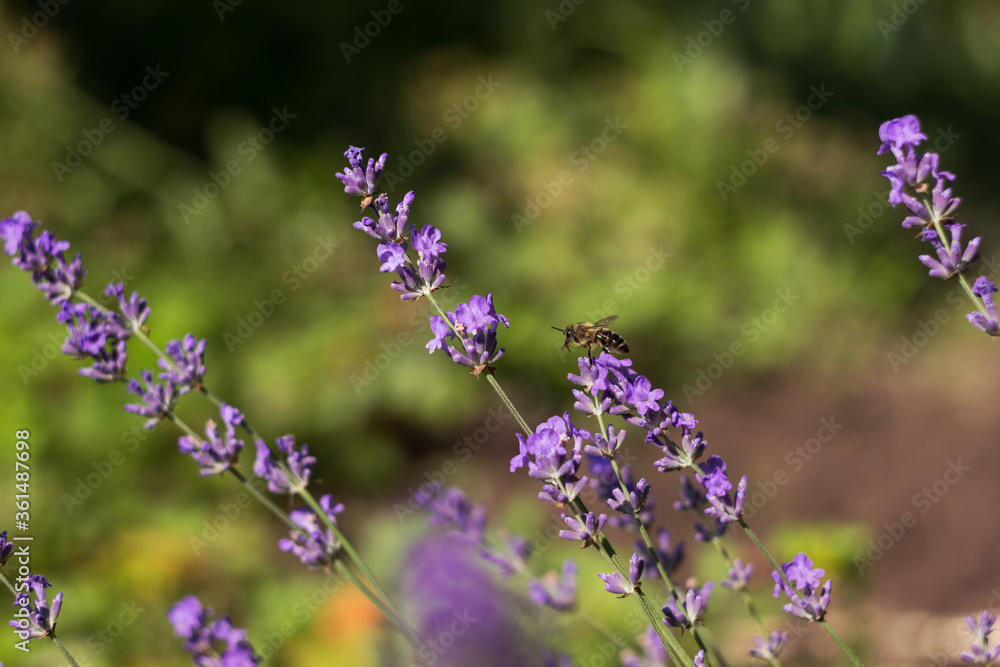 A bee pollinates lavender. Flowering lilac lavender, a fragrant plant. Background, place for text. A bee pollinates lavender. Flowering lilac lavender, a fragrant plant. Background, place for text.