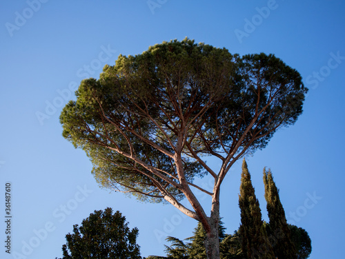 pine tree of blue sky