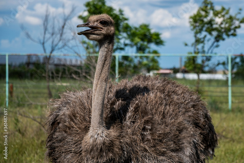 A beautiful curious alert ostrich with its mouth open