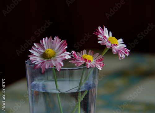 flowers in vase