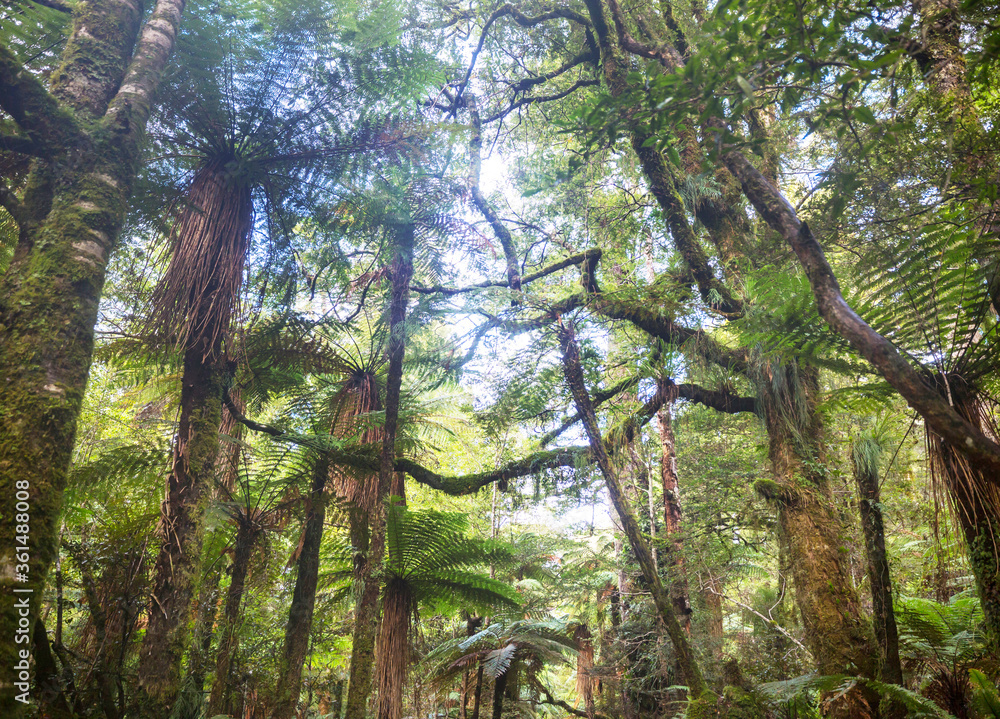 Fototapeta premium New Zealand forest