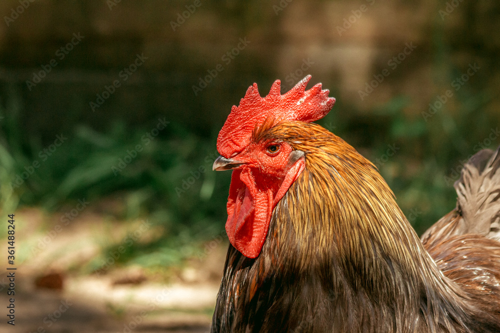 beautiful rooster proudly strides through the territory of the contact zoo on a summer day